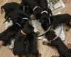 Doberman