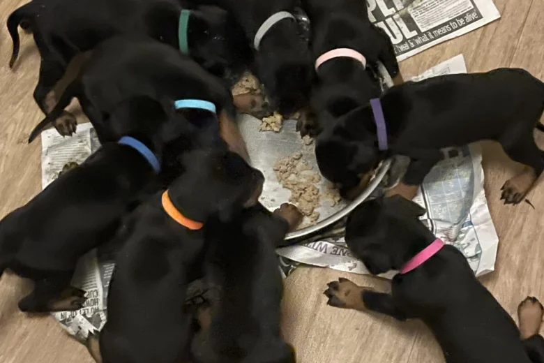 Doberman
