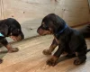 Doberman