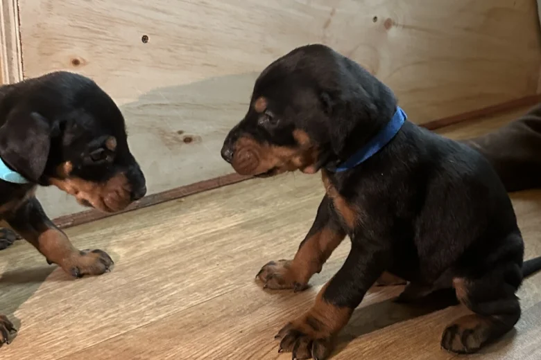 Doberman
