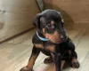 Doberman