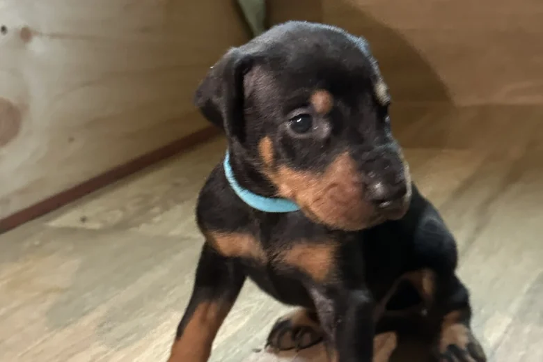 Doberman