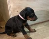 Doberman