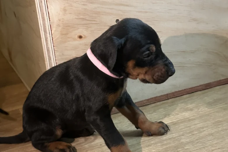Doberman
