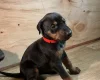 Doberman