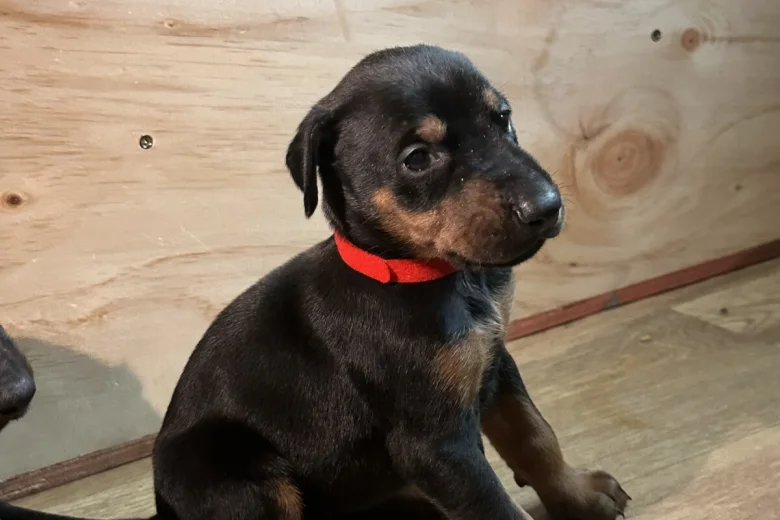 Doberman