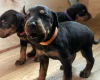 Doberman