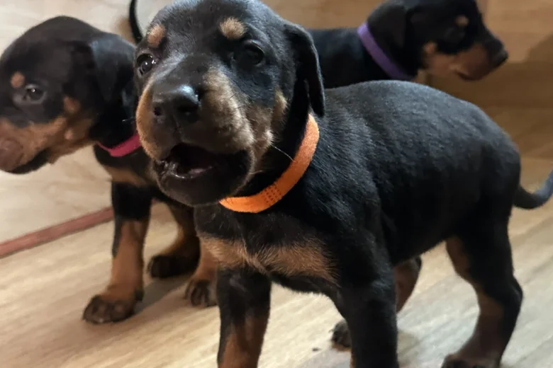 Doberman