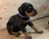 Doberman