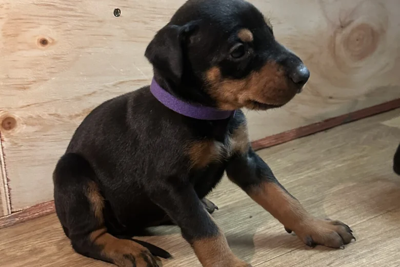 Doberman
