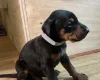 Doberman
