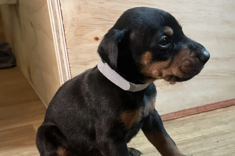 Doberman