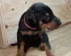 Doberman