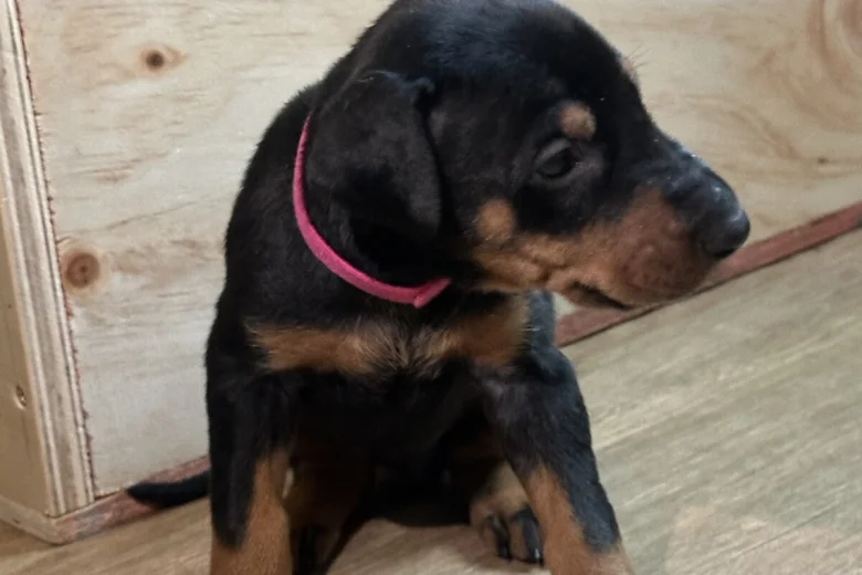 Doberman