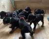 Doberman