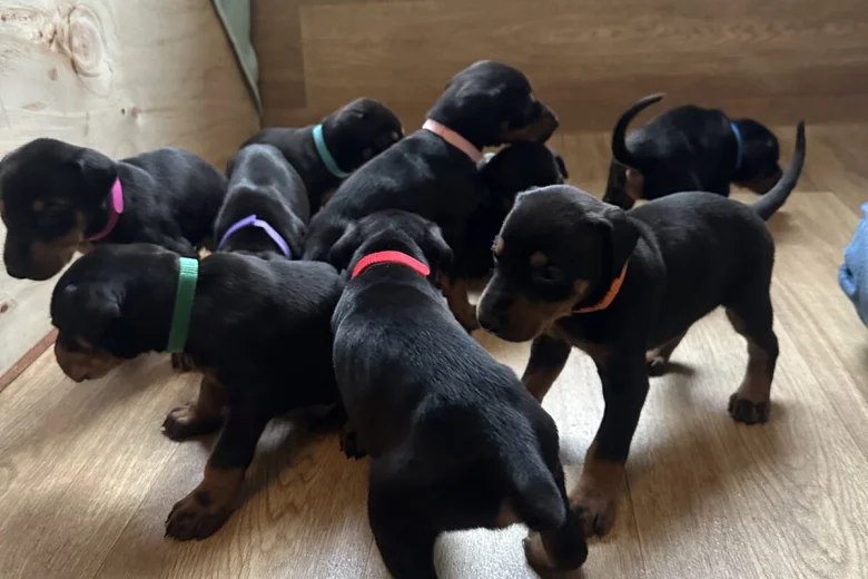 Doberman