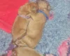 Dogue De Bordeaux