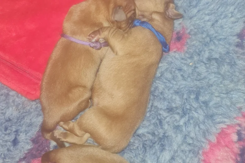 Dogue De Bordeaux