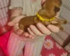 Dogue De Bordeaux