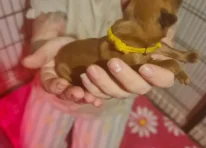 Puppy 6