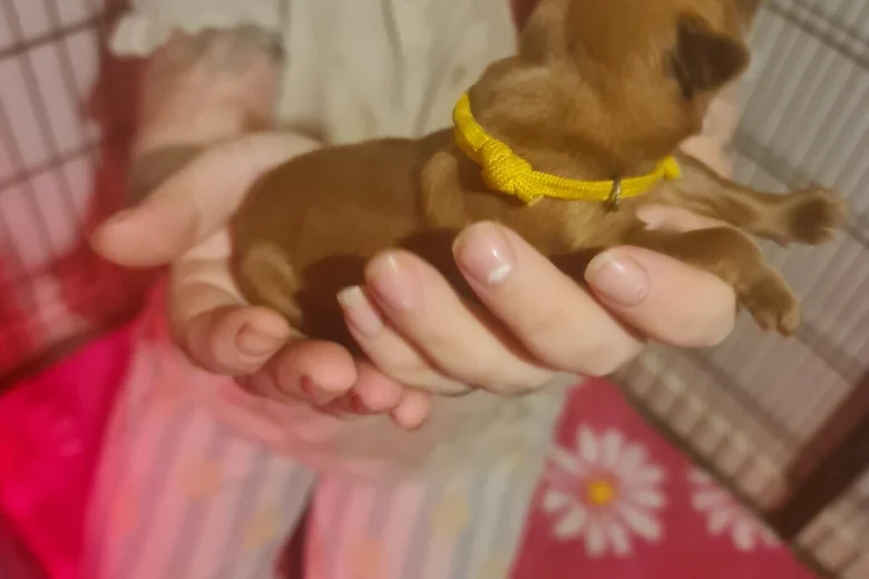Dogue De Bordeaux