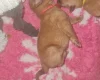Dogue De Bordeaux