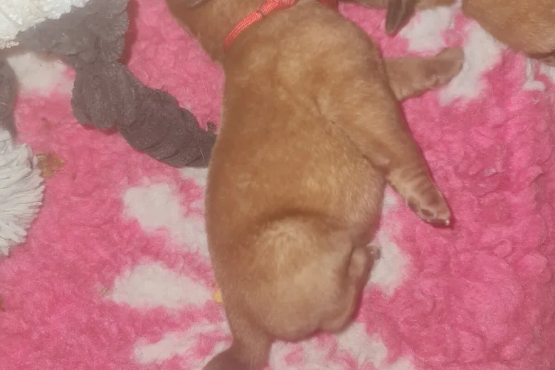 Dogue De Bordeaux