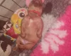 Dogue De Bordeaux
