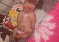 Puppy 2