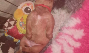 Dogue De Bordeaux