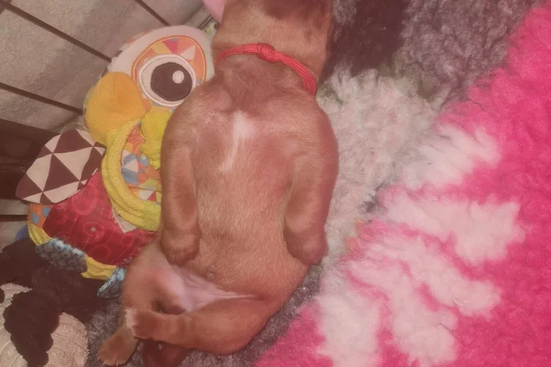 Dogue De Bordeaux