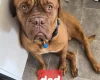 Dogue De Bordeaux