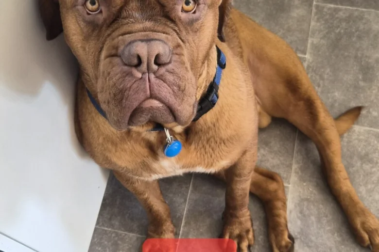 Dogue De Bordeaux
