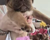 Dogue De Bordeaux