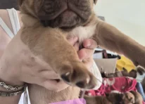 Puppy 3