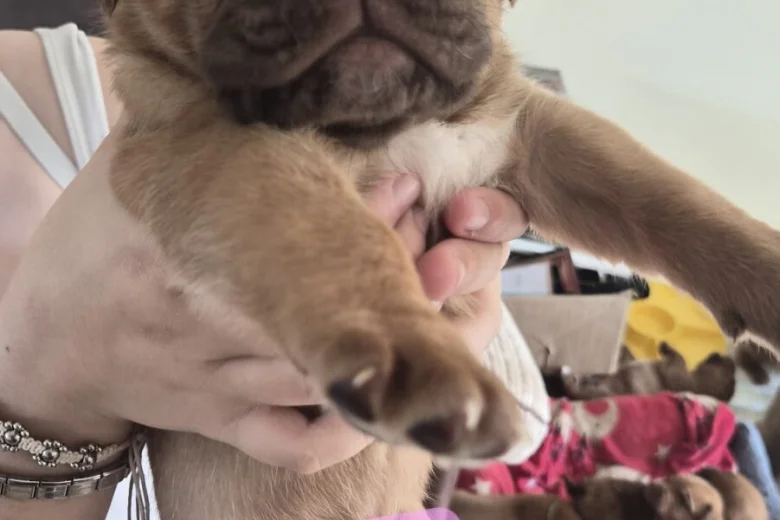 Dogue De Bordeaux
