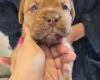 Dogue De Bordeaux