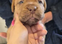 Puppy 5