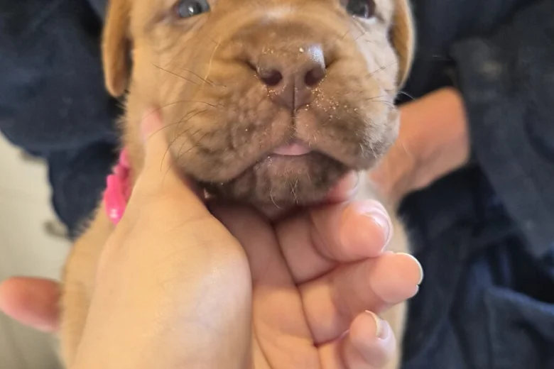 Dogue De Bordeaux