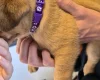 Dogue De Bordeaux