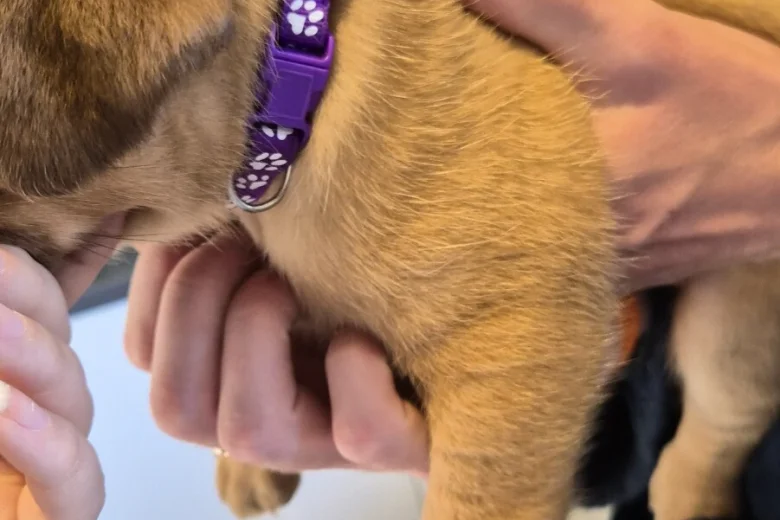Dogue De Bordeaux