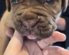 Dogue De Bordeaux