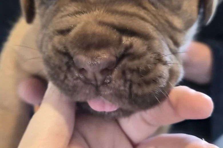 Dogue De Bordeaux
