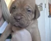 Dogue De Bordeaux
