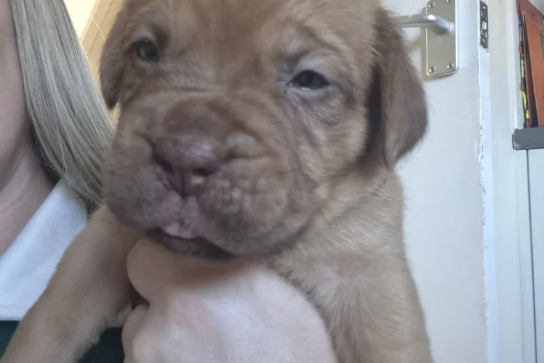 Dogue De Bordeaux
