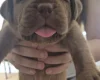 Dogue De Bordeaux