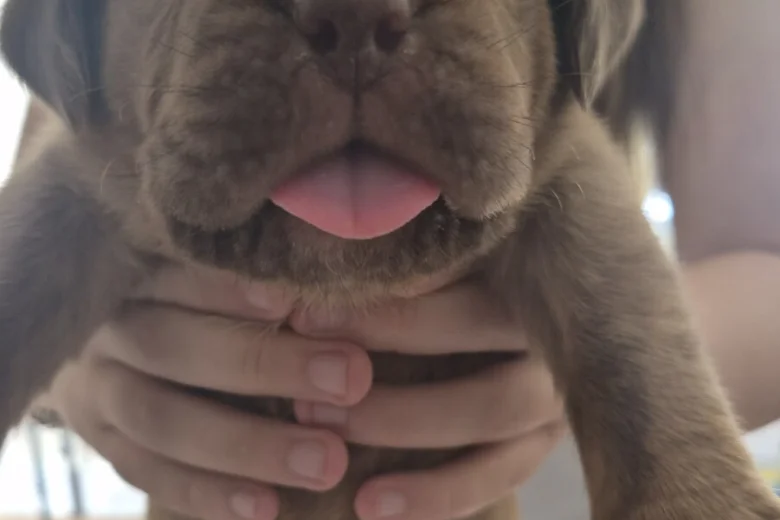 Dogue De Bordeaux