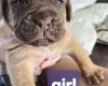 Dogue De Bordeaux