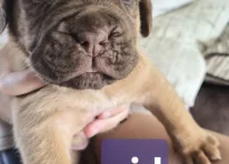 Puppy 4