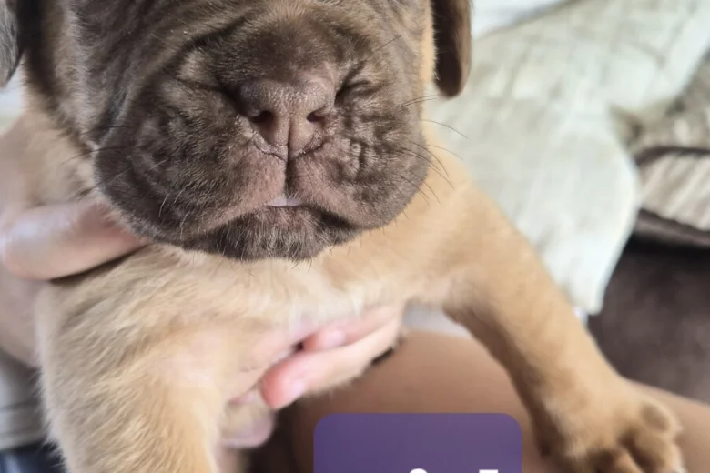 Dogue De Bordeaux